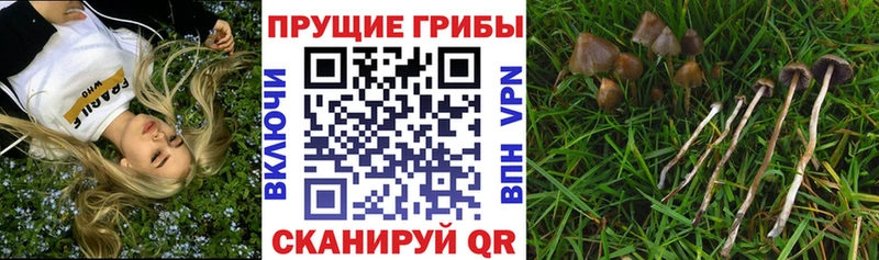 Галлюциногенные грибы прущие грибы  hydra ONION  Боготол 
